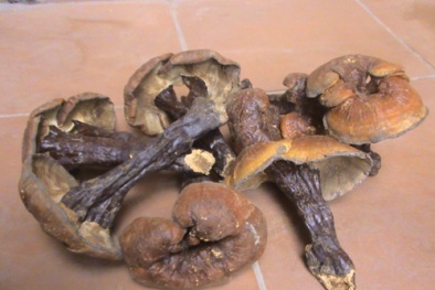 Nấm lim xanh 'tạp phế lù' đánh lừa người dùng